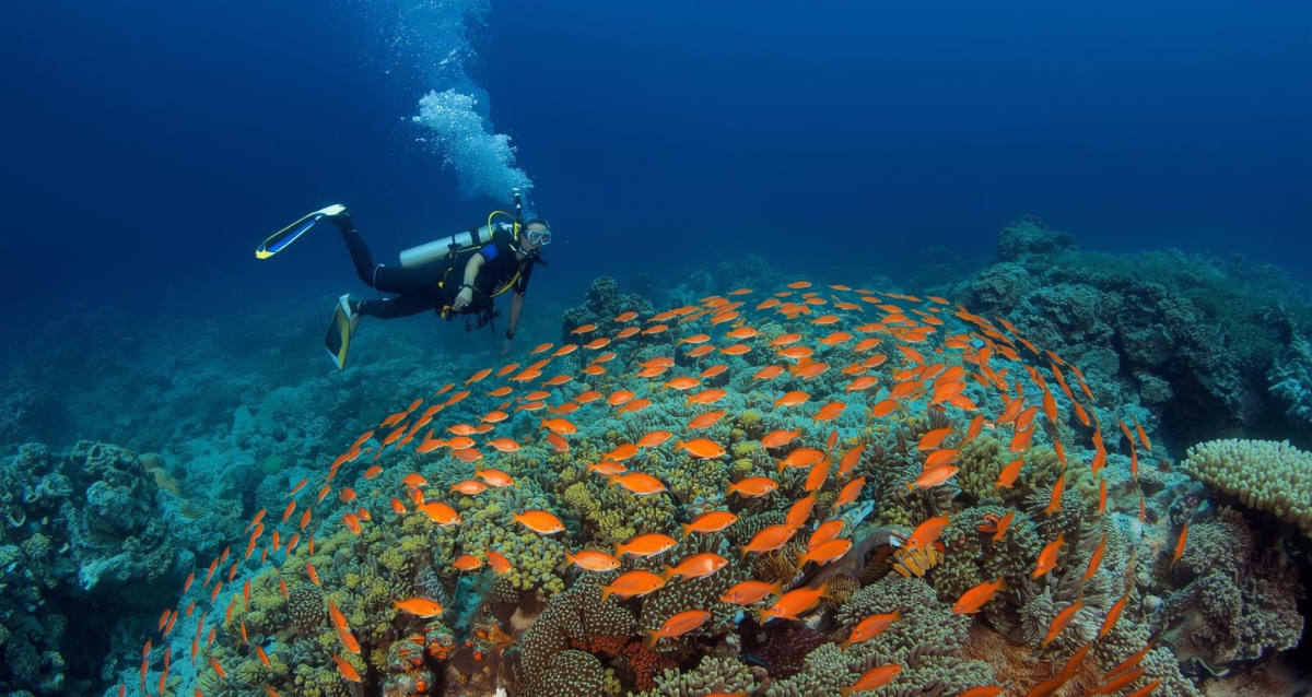 Taucher über Korallenriff im Roten Meer als beeindruckende Ägypten Sehenswürdigkeit